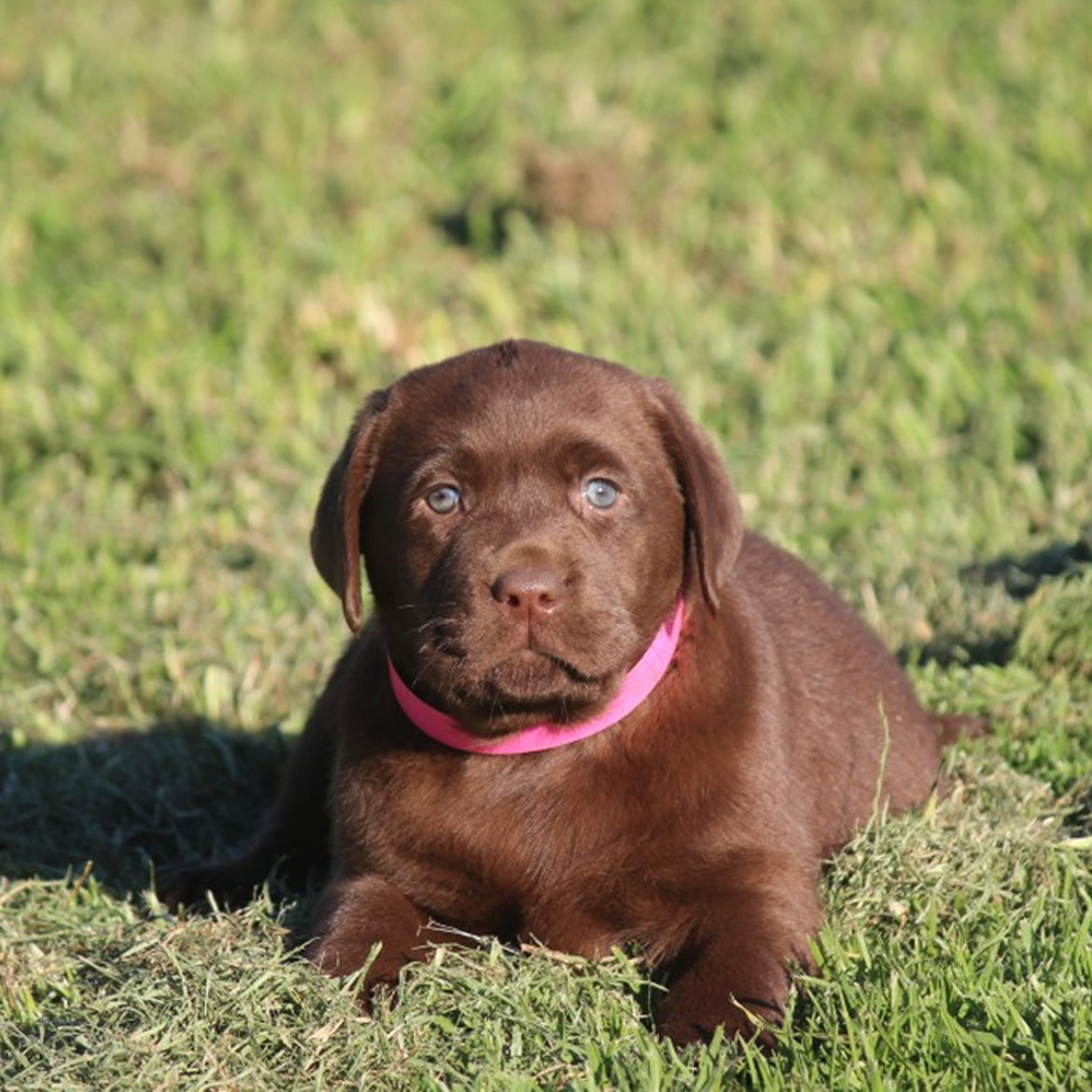 Puppy-1-Square--Yellowdog-Labradors-Labrador-Puppies-for-Sale-Hunter-Valley-Australia-Yellow-Chocolate-Black-Lab-Puppies
